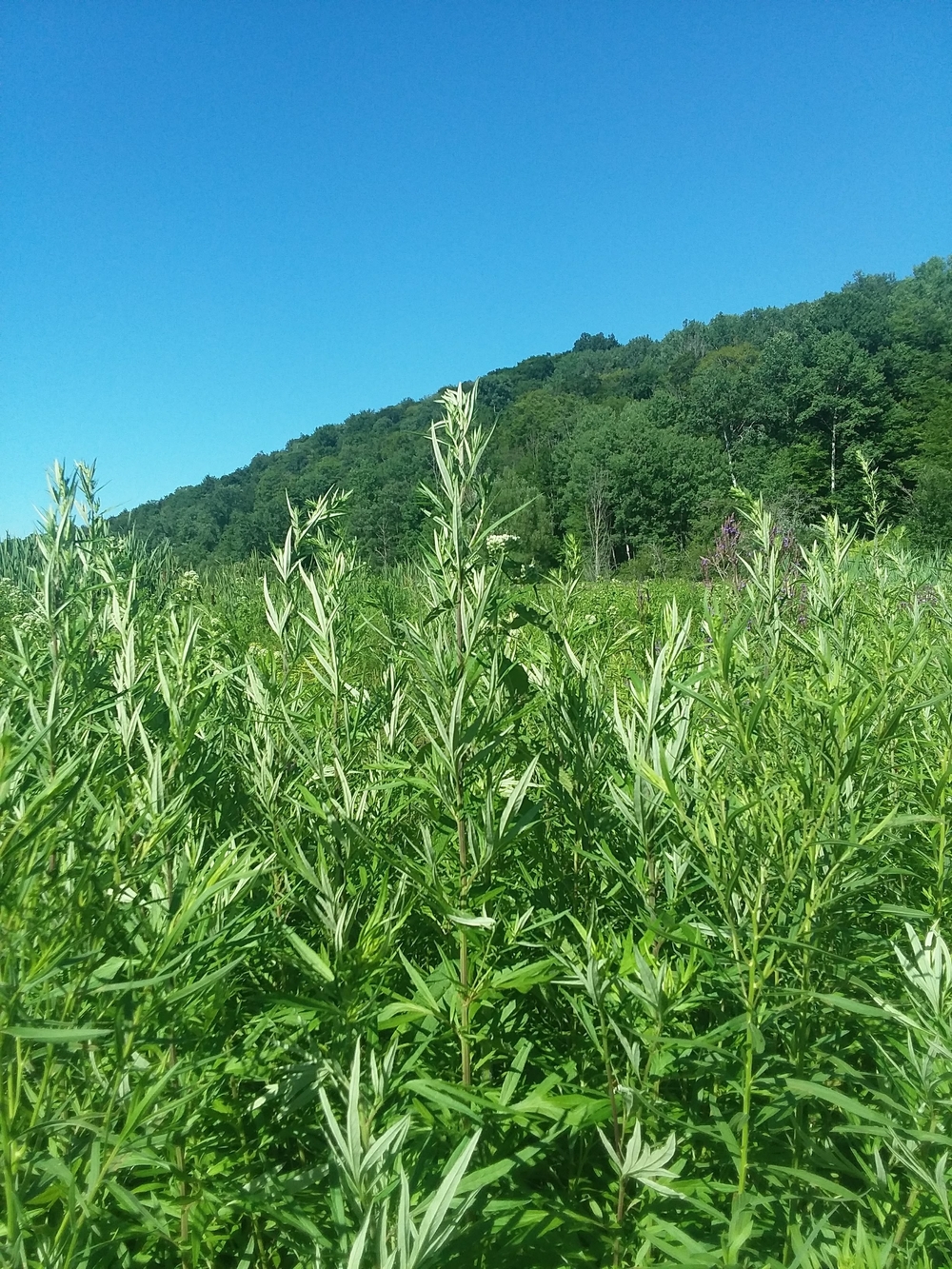MugWort Fresh Dried Herb